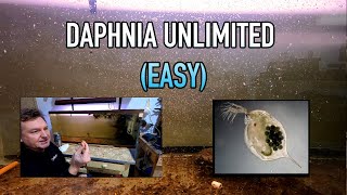 How I Raise Daphnia Water Fleas And You Can Too [upl. by Mas]