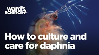 Caring and Culturing for Daphnia [upl. by Gratianna791]