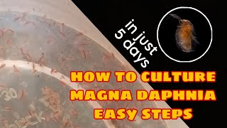 How to Culture Magna Daphnia Easily [upl. by Yreved]