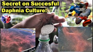 How to Culture Daphnia Successfully [upl. by Ratep]