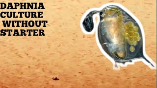 HOW TO CULTURE DAPHNIA NATURALLY WITHOUT A STARTER [upl. by Suivat]