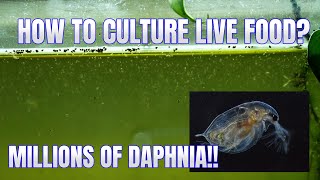 How to Culture Daphnia Secret Method to Breed MILLIONS  Simply Aquatic [upl. by Mayyahk]