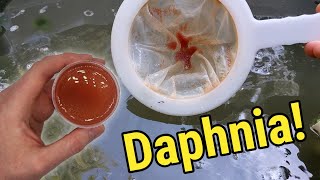 How I Culture Daphnia In Outdoor Tubs [upl. by Okoy]