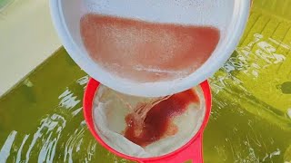 How to culture daphnia  Daphnia culture  How to grow daphnia outdoor [upl. by Aloel179]