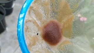 How to culture daphnia moina in a small container Part 1 English Subtitle [upl. by Clair]