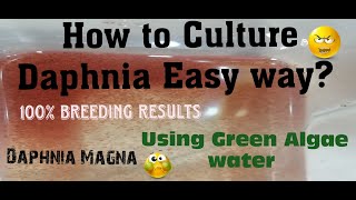 Daphnia MagnaHow to Culture Daphnia Easy wayCulturing Daphnia using Green water Daphnia [upl. by Nauqes]