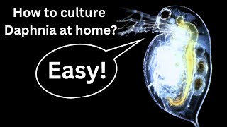 BEST Live Fish Food Beginner guide How to Culture Daphnia at home [upl. by Lissner]