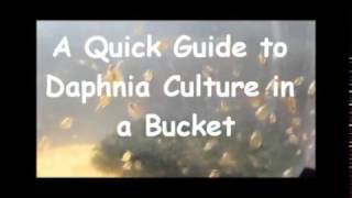 How to culture daphnia outside [upl. by Atiker]