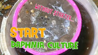 How to culture daphnia moina the easy way 1  Starting the Daphnia culture [upl. by Ranilopa230]