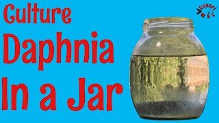 How to Culture Daphnia in a Jar [upl. by Dnana209]