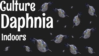 How to Culture Daphnia [upl. by Ohare]