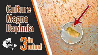 How to culture DAPHNIA MAGNA  The easy way [upl. by Kreitman]