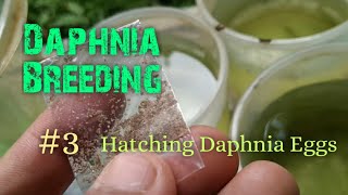 Daphnia Culture made simple and easy 3  Hatching Daphnia eggs [upl. by Kurth549]