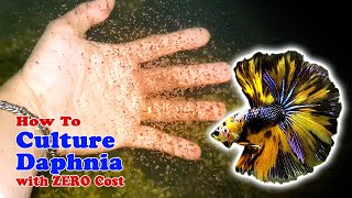 How to Culture Daphnia with ZERO Cost  Unlimited Live Food For Our Fish [upl. by Kernan]