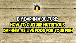 DIY Daphnia Culture How to Culture Nutritious Daphnia as Live Food for Your Fish [upl. by Donielle]