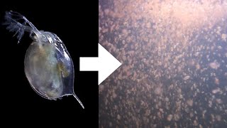 How I Culture Daphnia [upl. by Tymon]