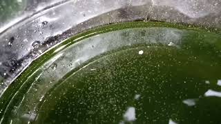 DAPHNIA MOINA CULTURE IN A SMALL BUCKET [upl. by Radferd]