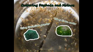 How To Culture Daphnia and Moinas using Green Water Spirulina powder [upl. by Denzil356]