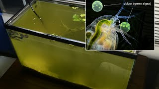 Raising Daphnia for the Freshwater Aquarium [upl. by Klimesh]