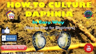 HOW TO CULTURE DAPHNIA In Easy Way [upl. by Palestine397]